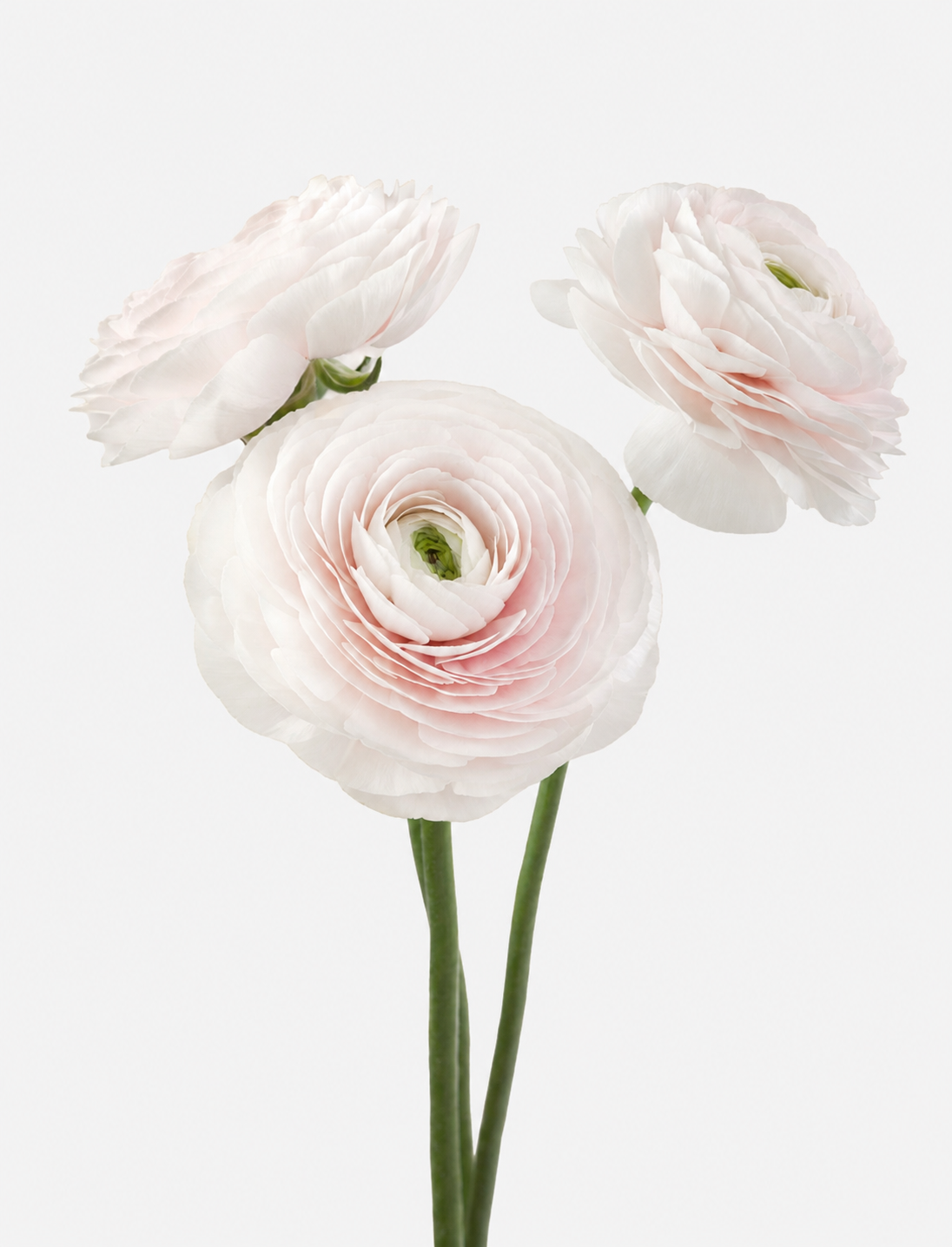 Ranunculus Pink Cloni Hanoi