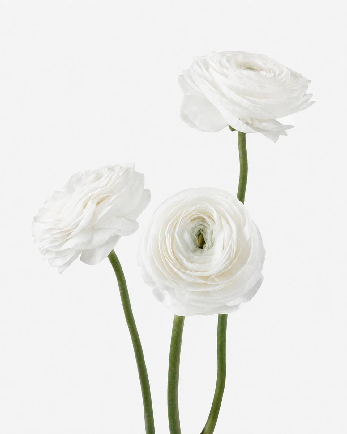 Ranunculus White
