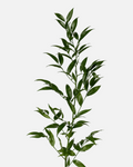 Ruscus Italian