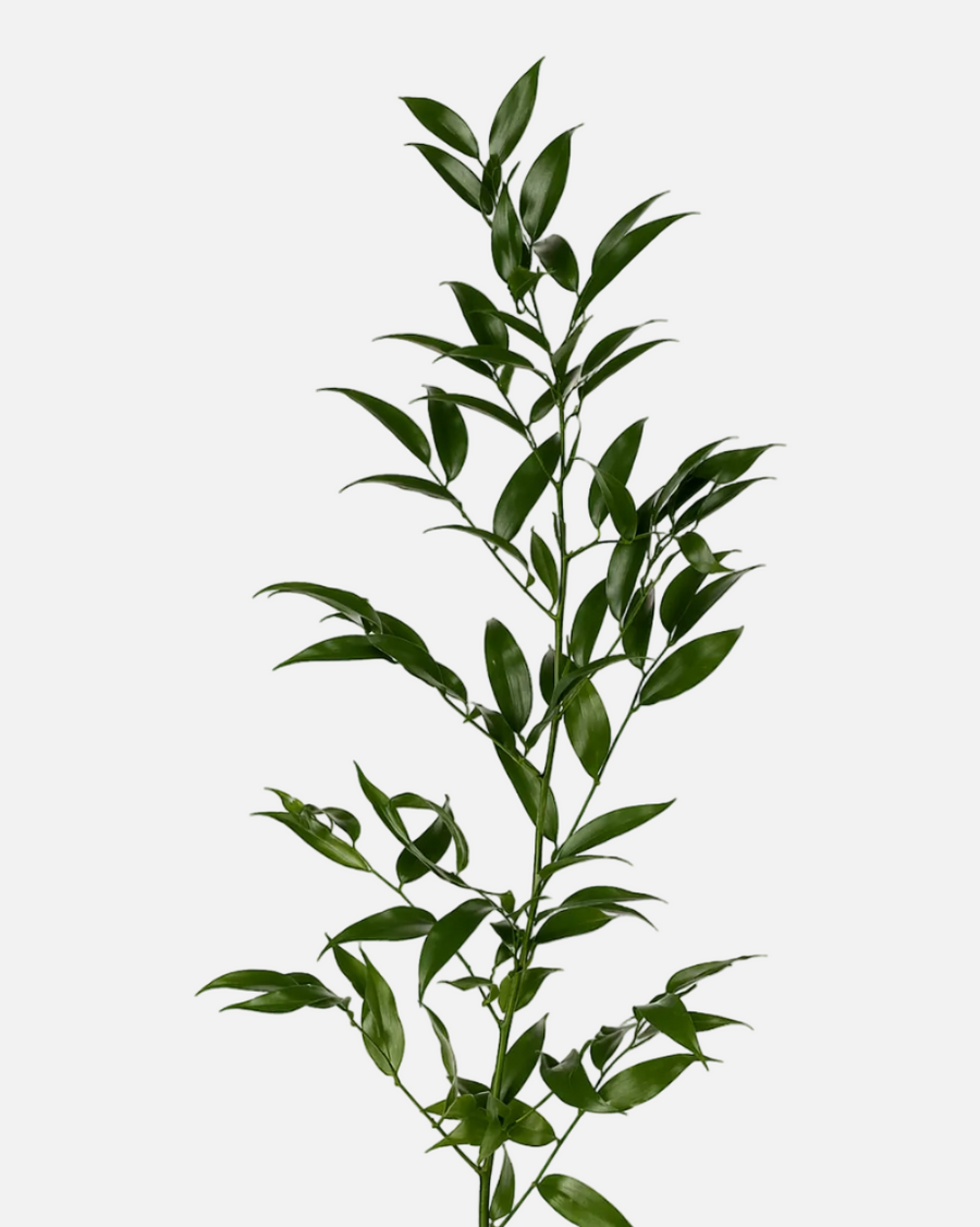 Ruscus italiano