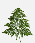 Leather Leaf