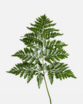 Hoja de Cuero