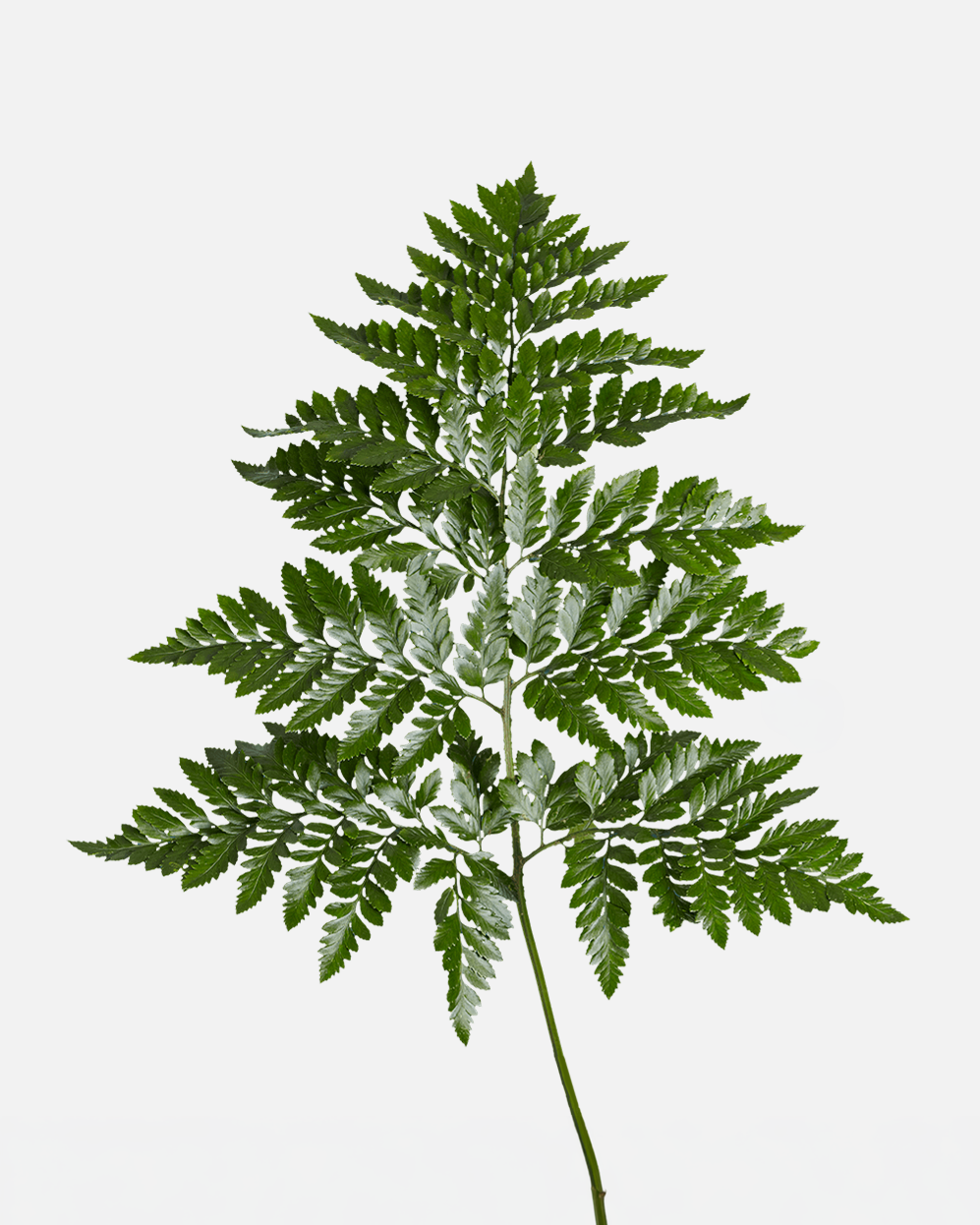Hoja de Cuero