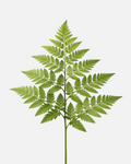 Leather Leaf
