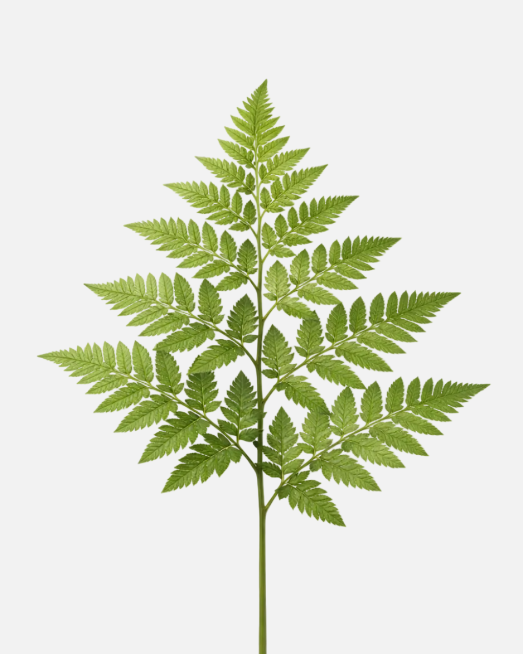 Leather Leaf