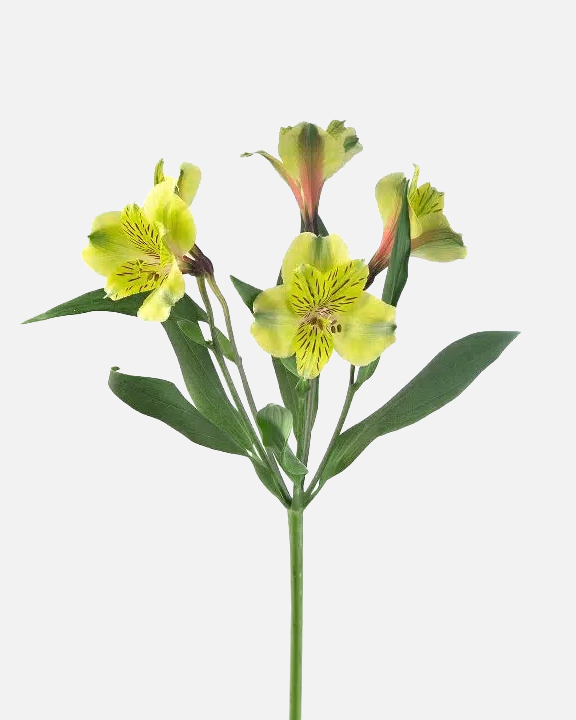 Alstroemeria Green