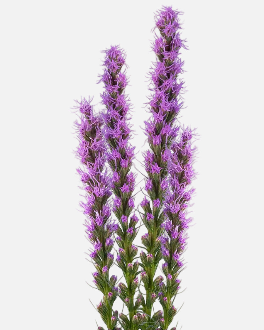 Liatris morada