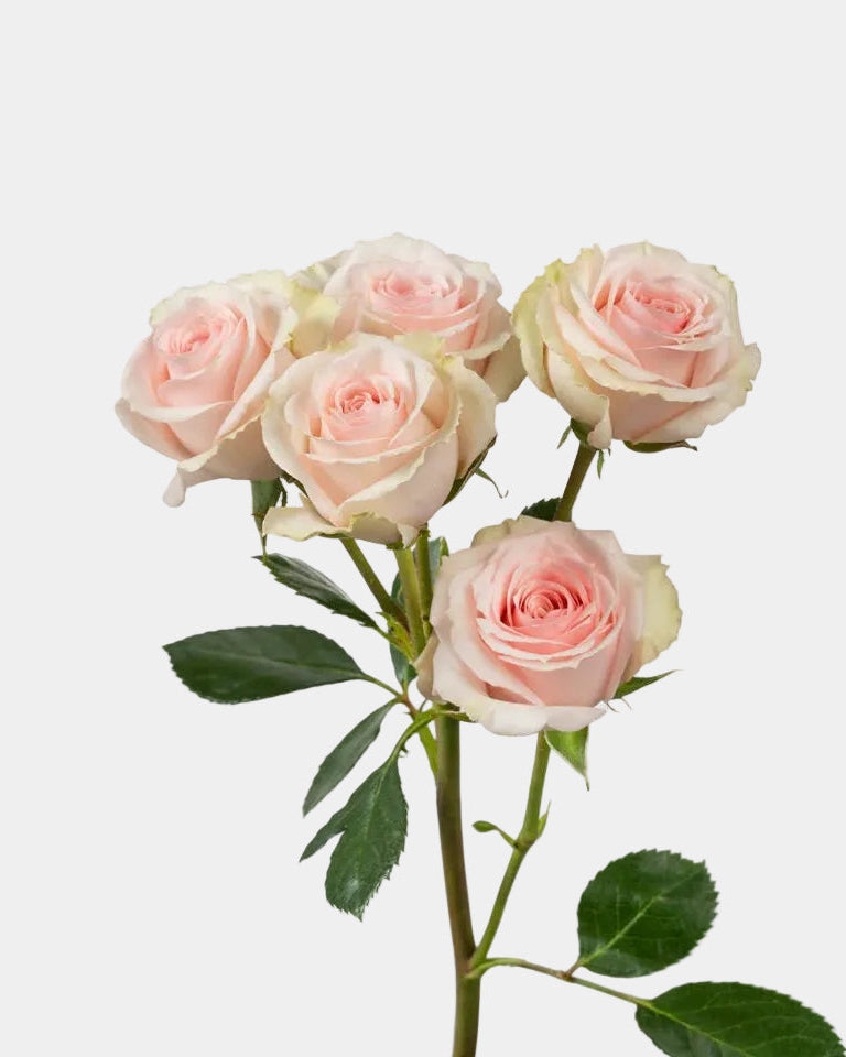 Rosas spray rosa claro