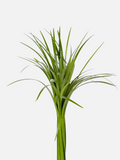 Lily Grass