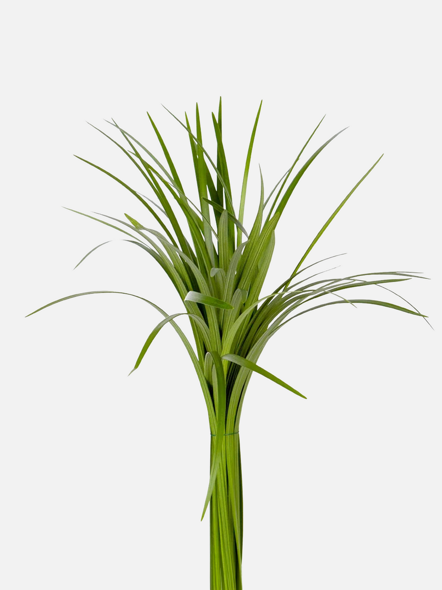 Lily Grass