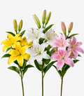 Lily LA Assorted Box