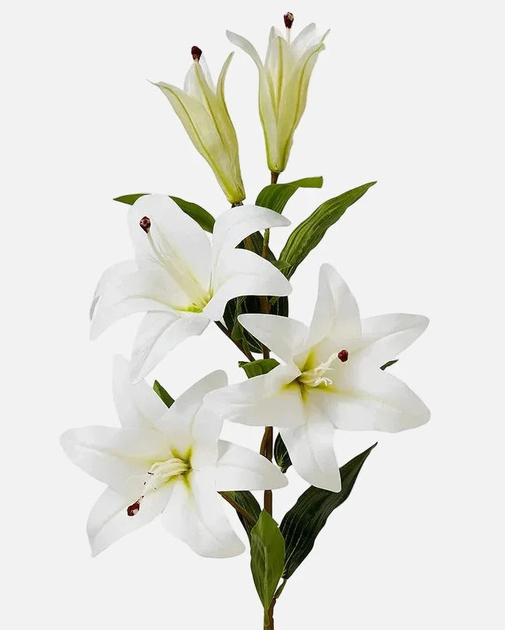 Lirio Oriental Blanco