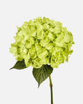 Hydrangea Lime Green