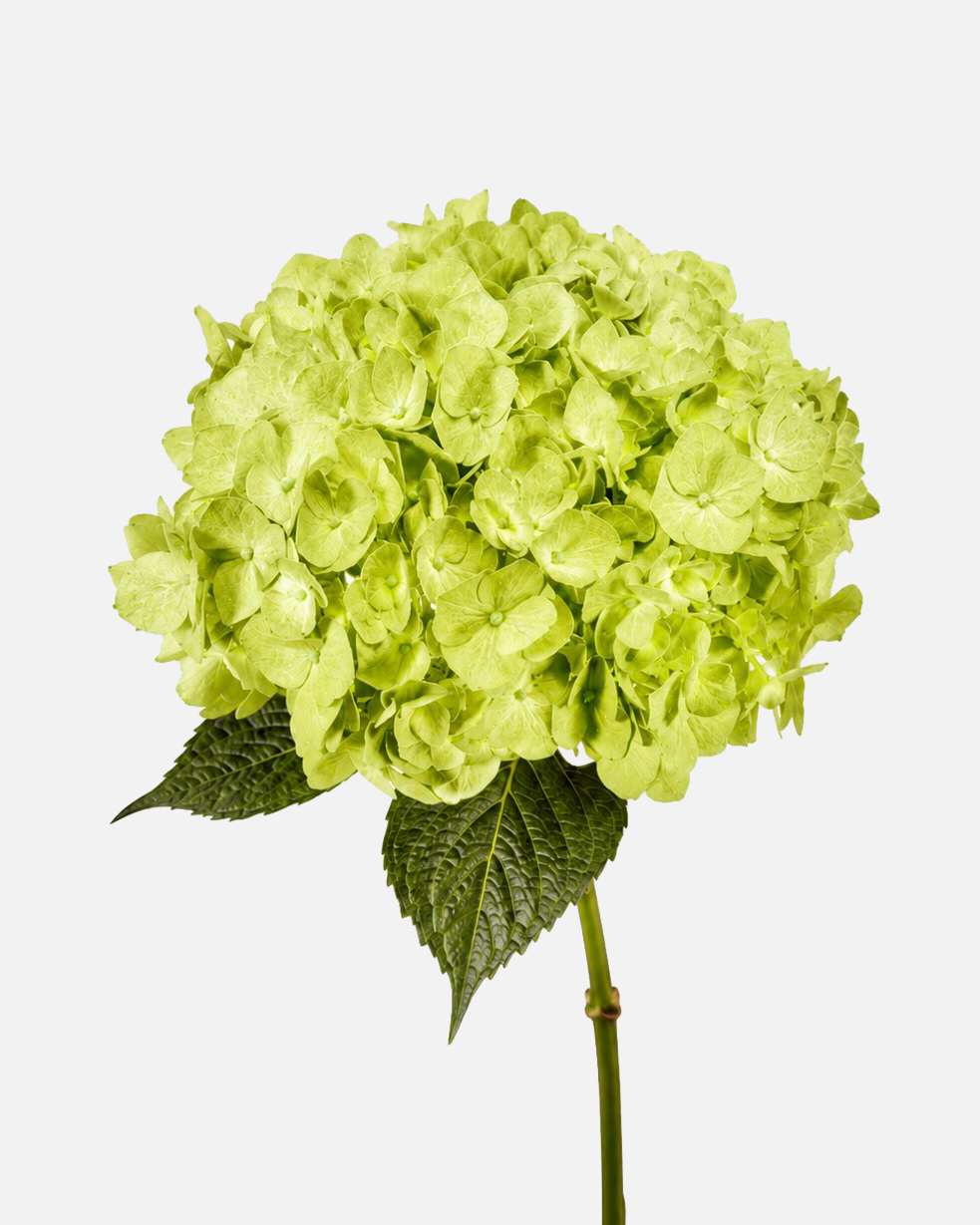 Hydrangea Lime Green