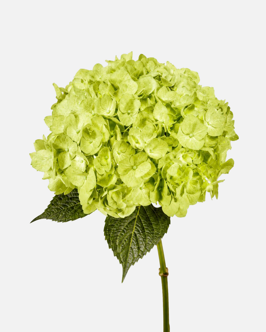 Hortensia verde lima