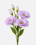 Lisianthus Lavender