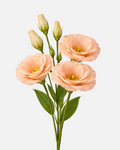 Lisianthus Peach