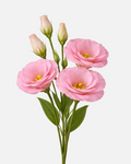 Lisianthus Pink