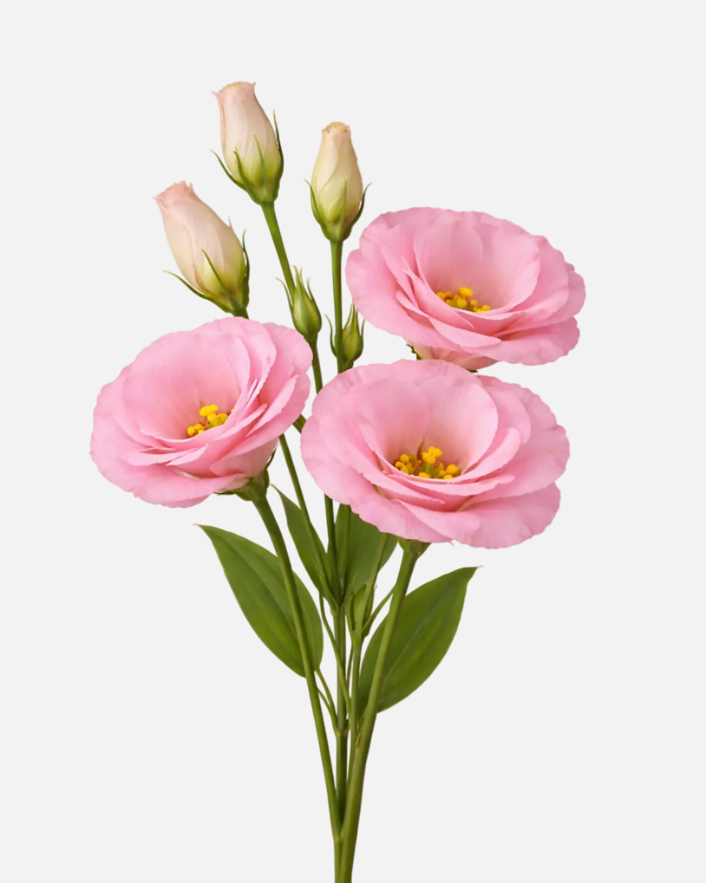 Lisianthus Pink