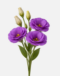 Lisianthus Purple