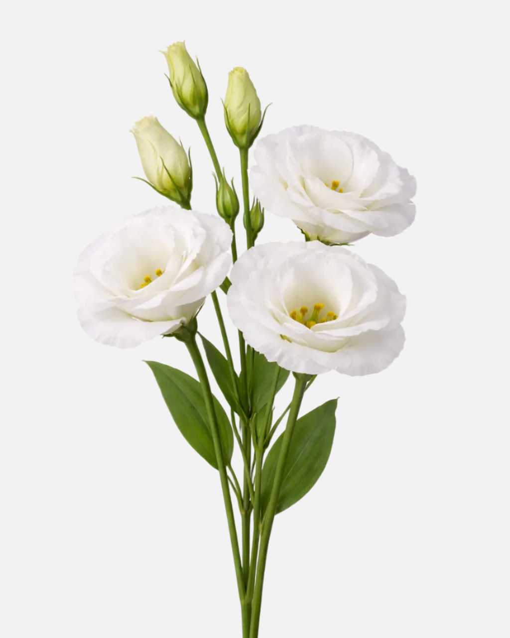 Lisianthus White