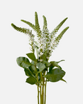 Lysimachia White