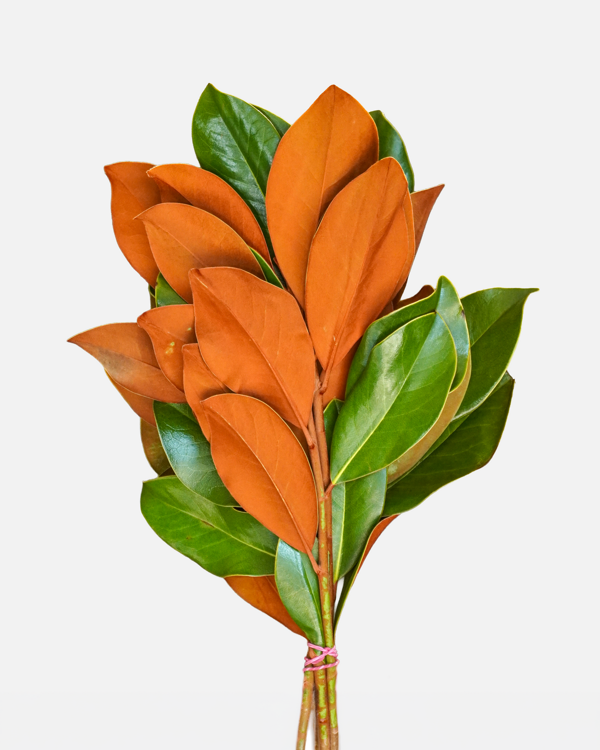 Magnolia Tips