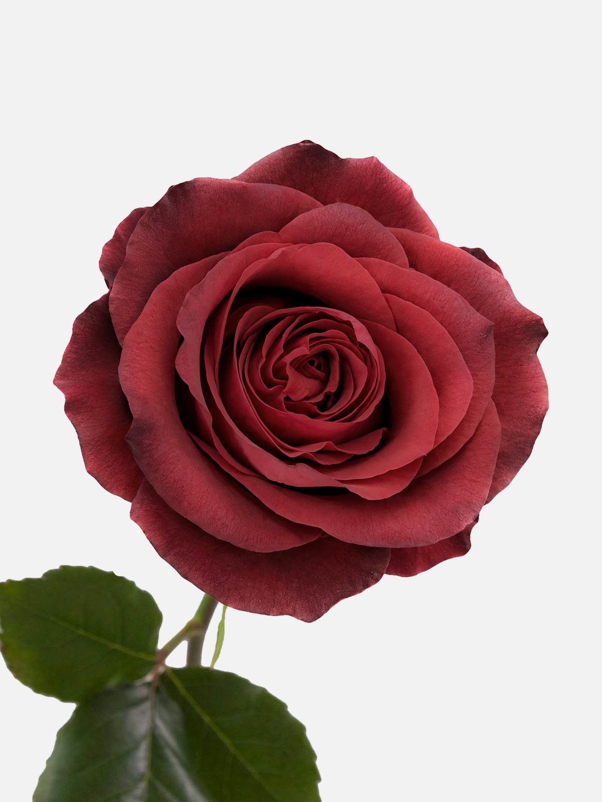 Matilda Roses Long