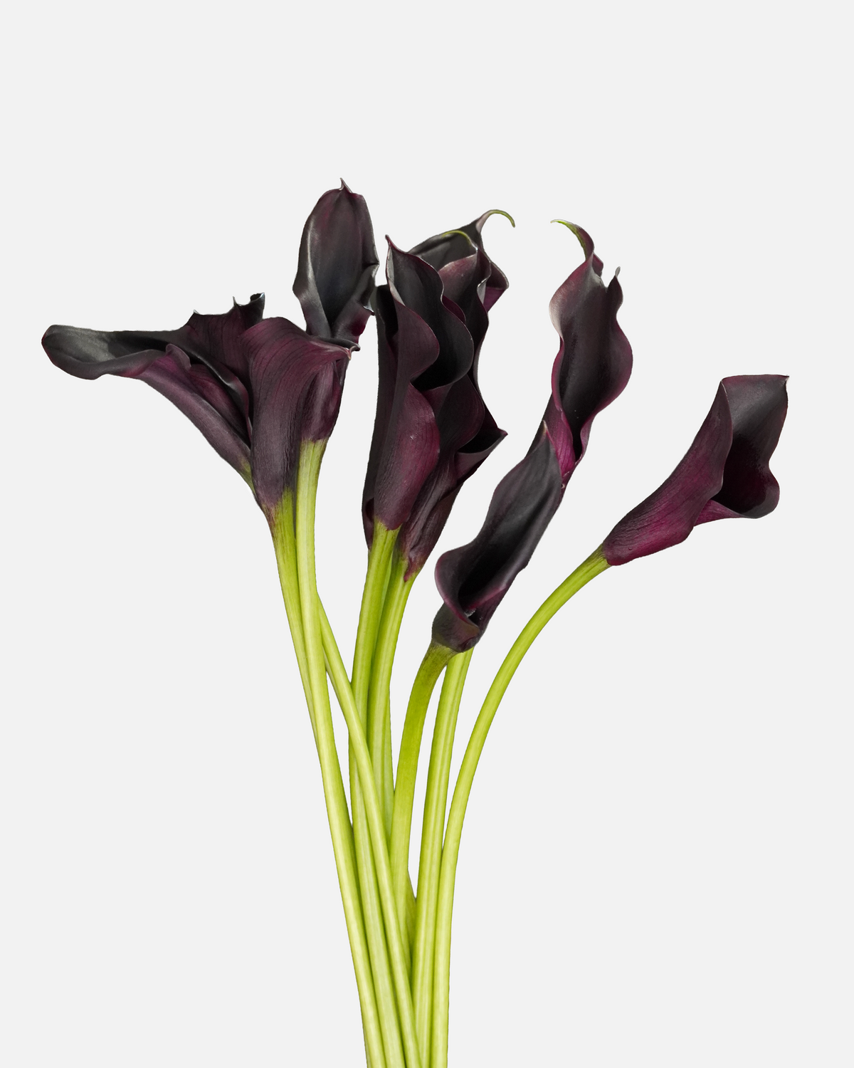 Mini Calla Black