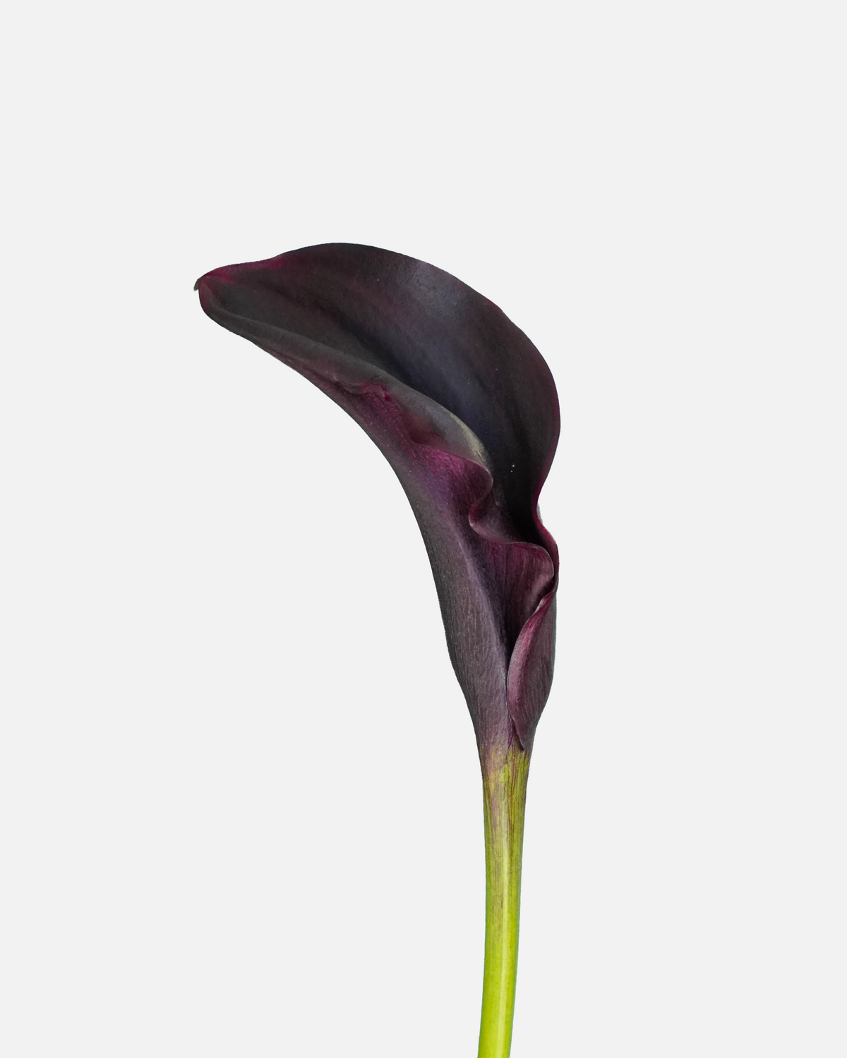 Mini Calla Black