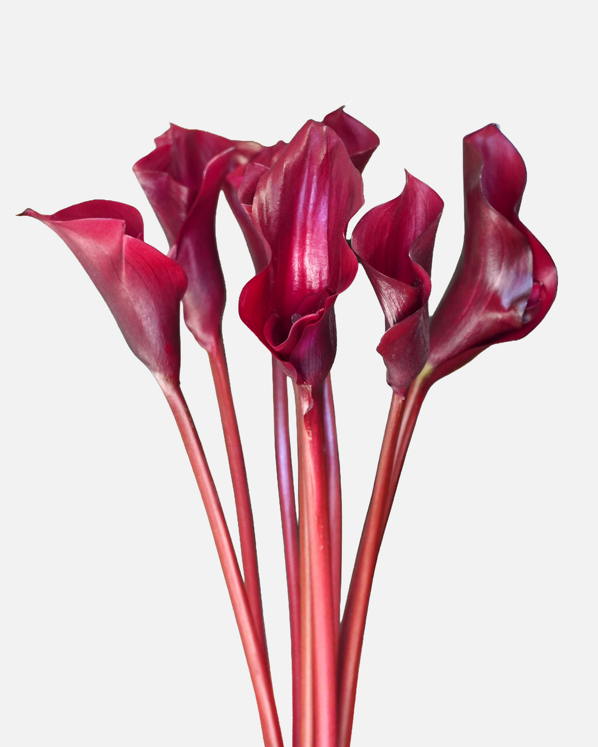 Mini Calla Burgundy