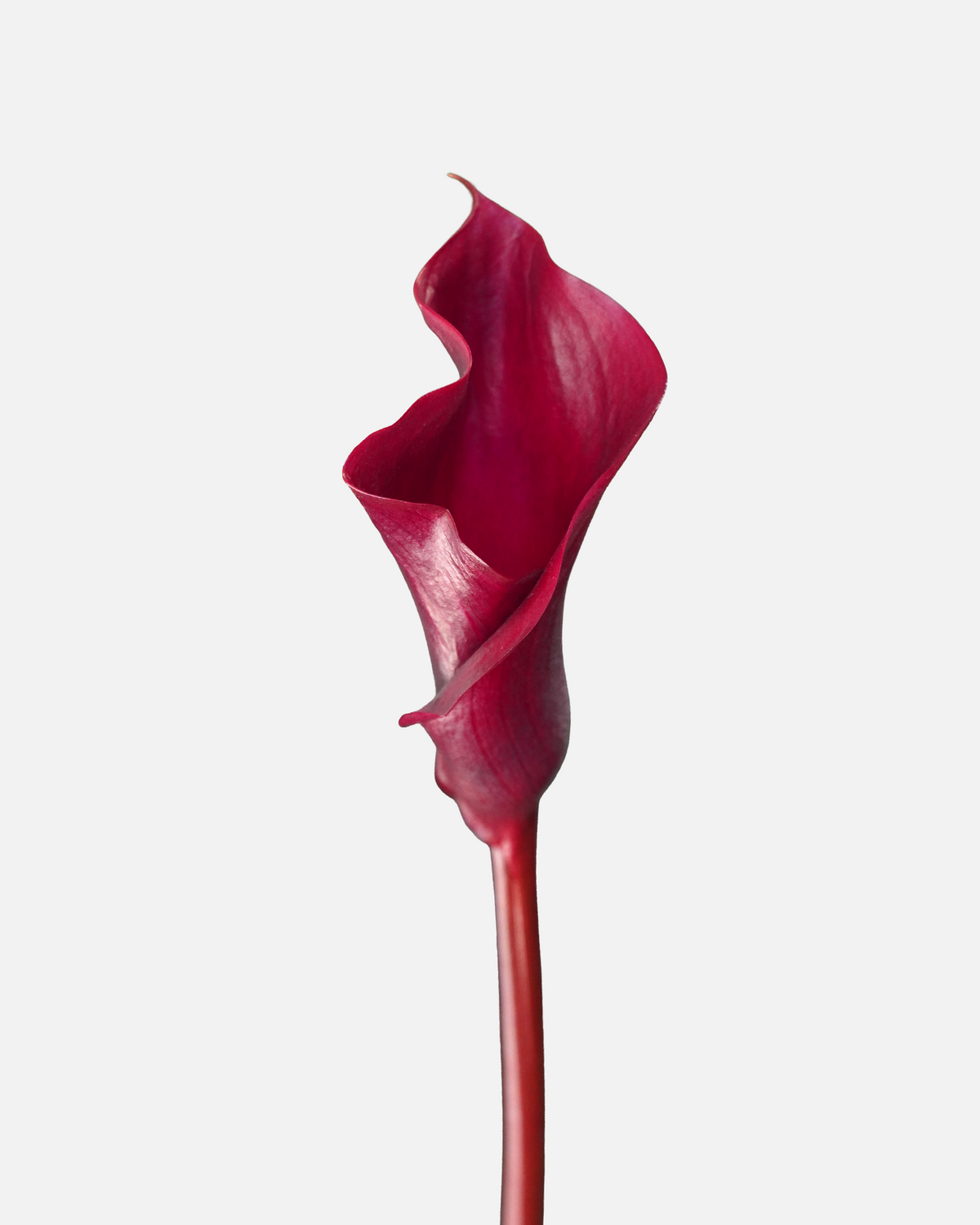 Mini Calla Burgundy