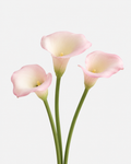 Mini Calla Light Pink