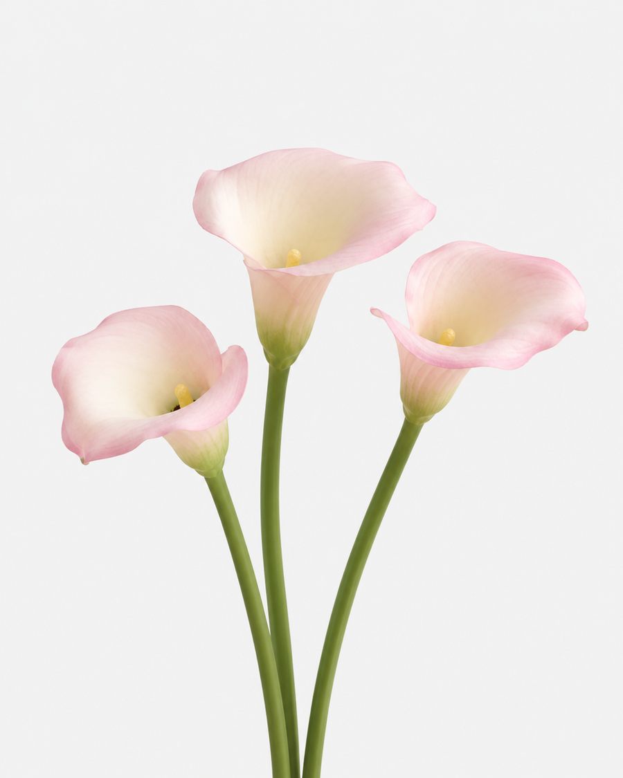 Mini Cala Rosa Claro