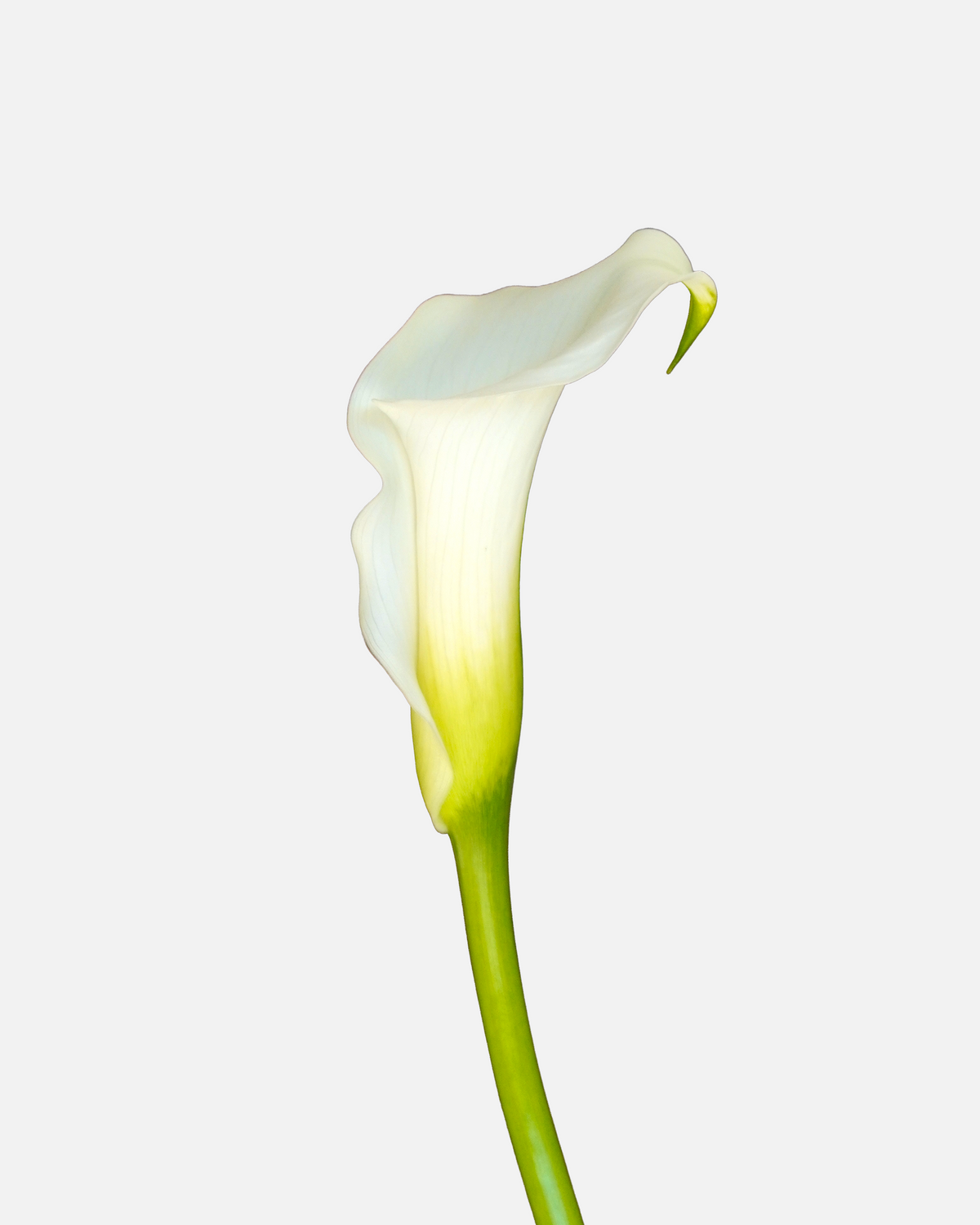 Mini Calla White