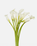 Mini Calla White