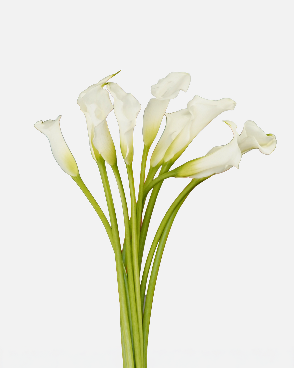 Mini Calla White