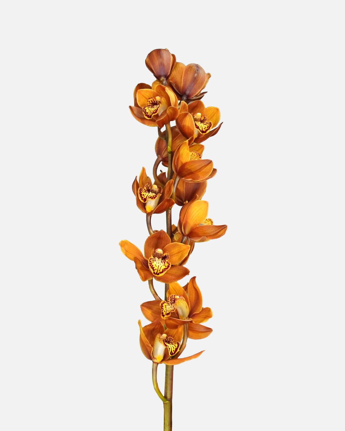 Cymbidium Mini Brown