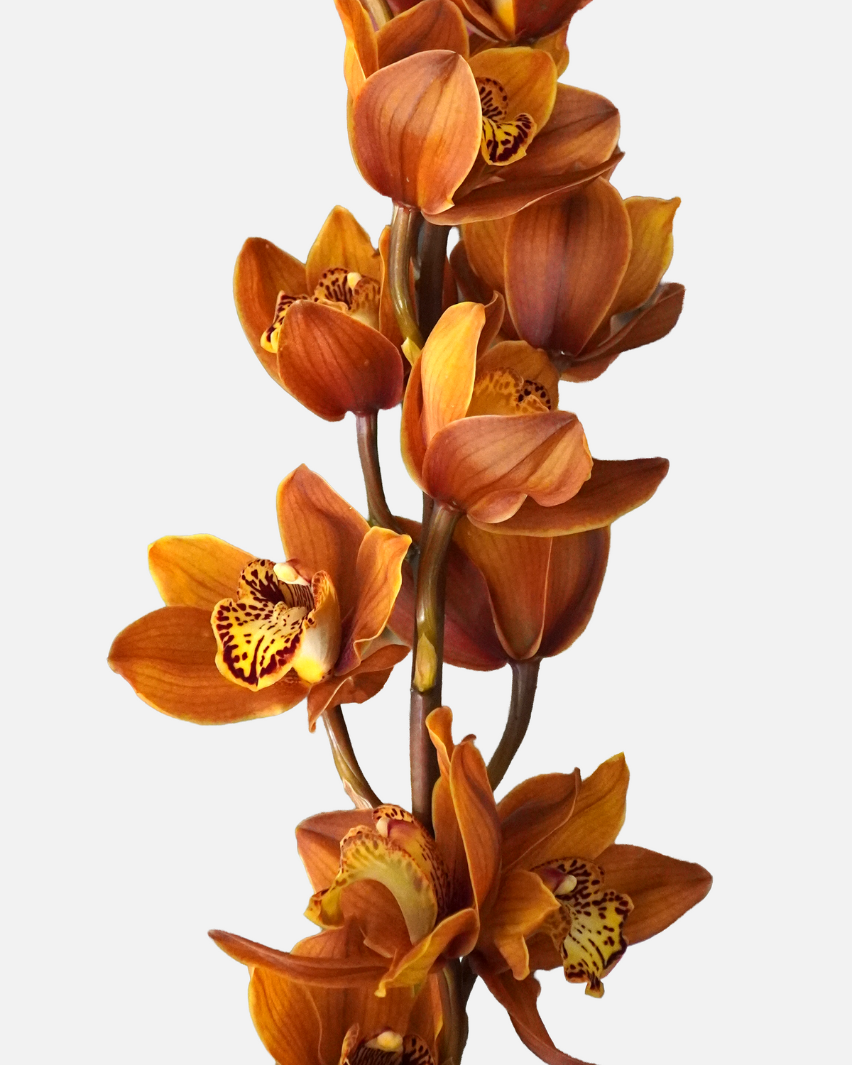 Cymbidium Mini Brown