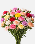 Mini Carnations Assorted Box
