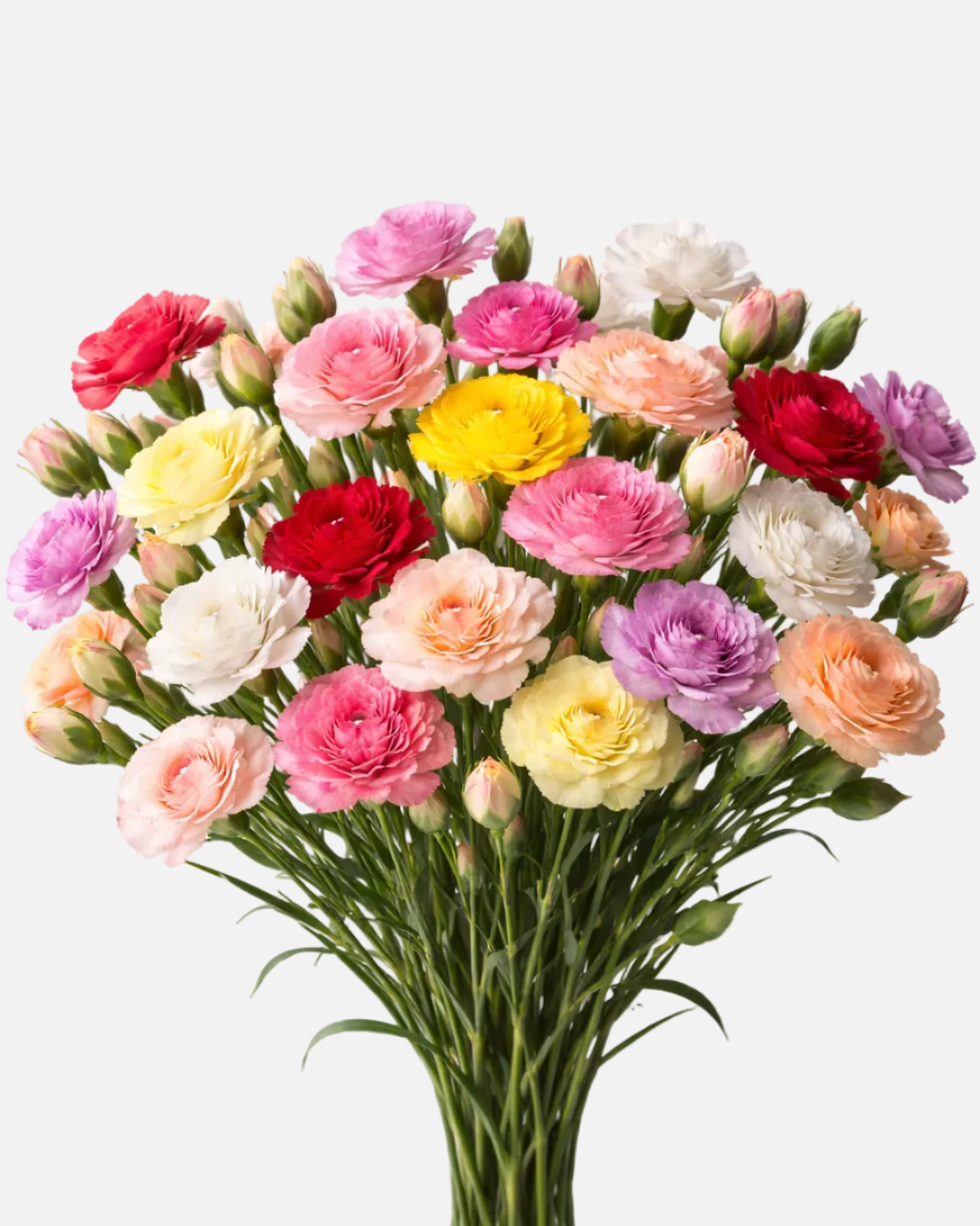 Mini Carnations Assorted Box