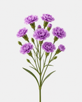 Mini Carnations Purple