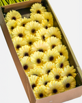 Mini Gerbera Peach