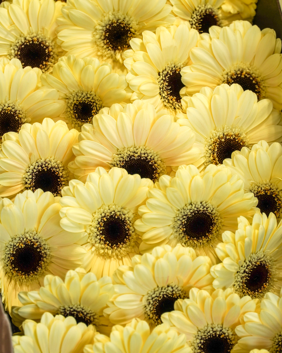 Mini Gerbera Peach