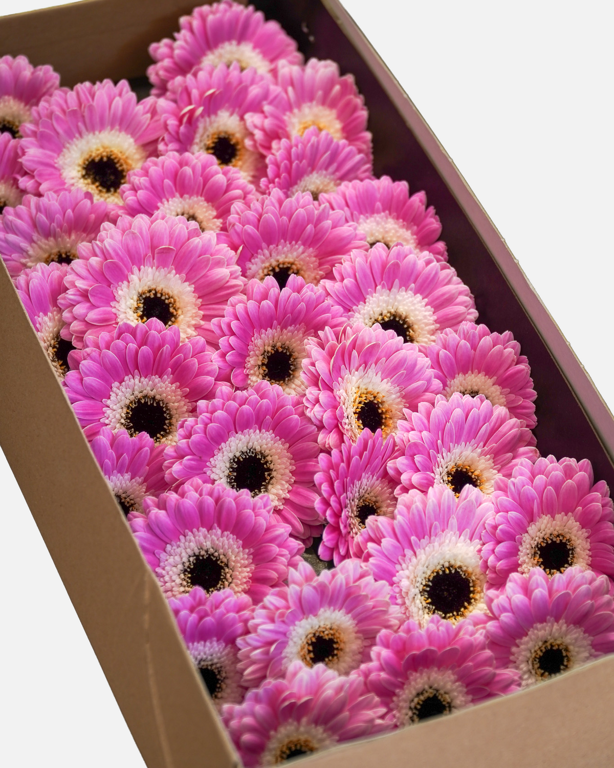 Mini Gerbera Pink