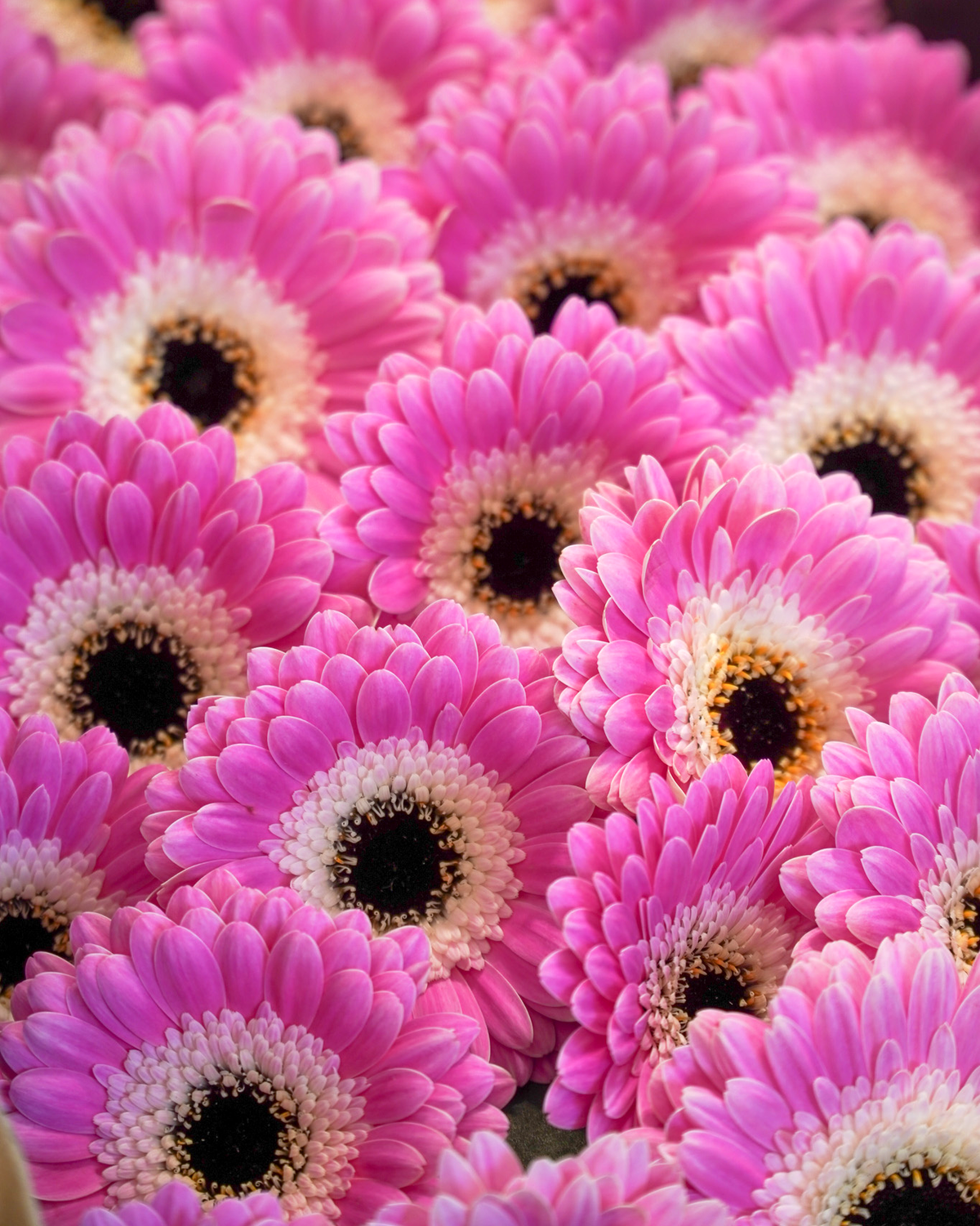Mini Gerbera Pink