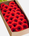 Mini Gerbera Red