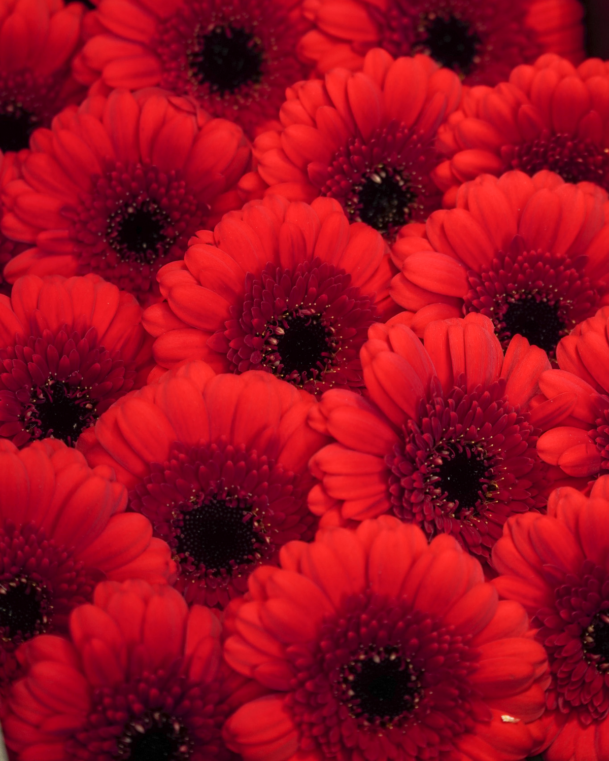 Mini Gerbera Red
