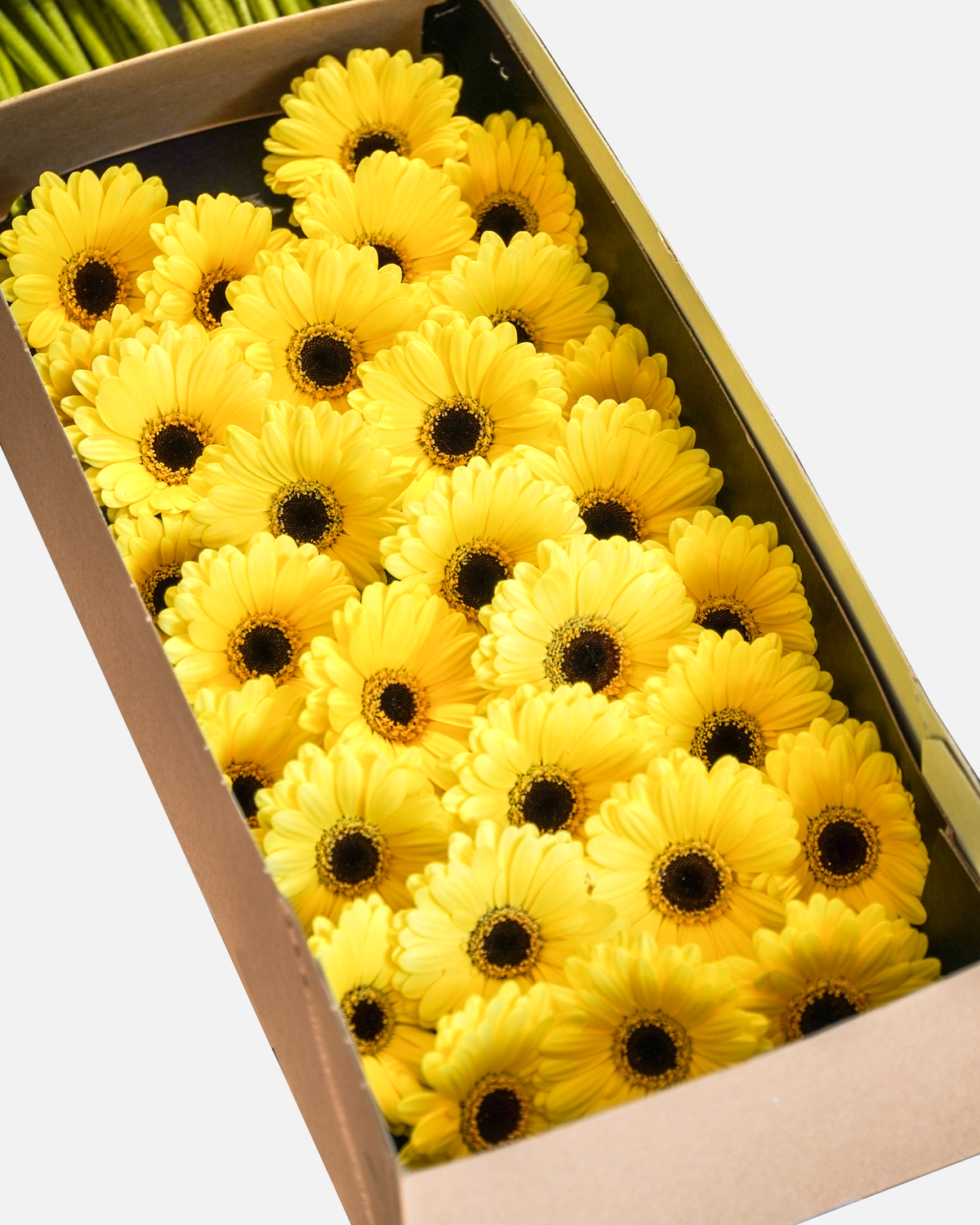 Mini Gerbera Yellow