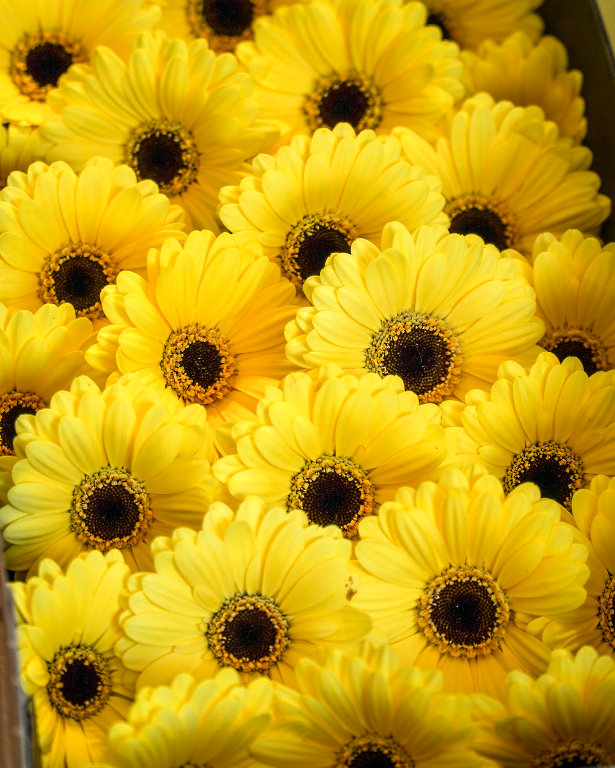 Mini Gerbera Yellow